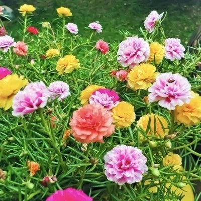 Double Mix Moss Rose Seeds for Planting