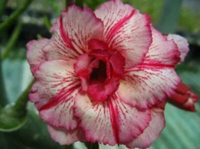 pink white flower seeds