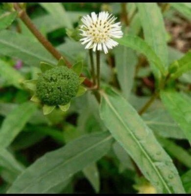 False Daisy (Eclipta alba) Herb Seeds for Planting