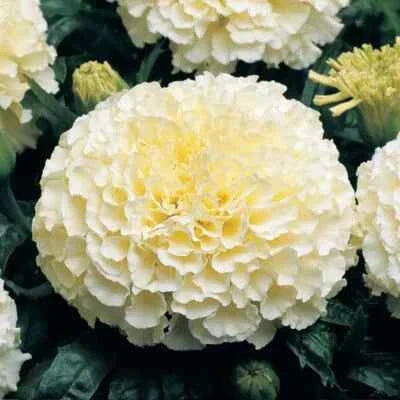 Moonlight Marigold Seeds for Planting