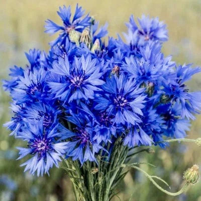 cornflower for flower seeds