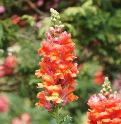 Orange Wonder Snapdragon Seeds for Planting