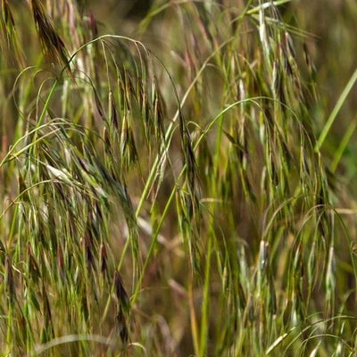 prairie brome flower seeds