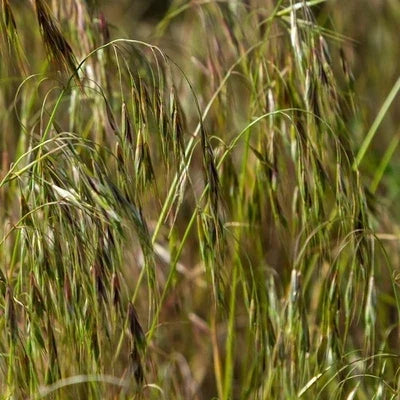 Prairie Brome Grass Seeds for Planting