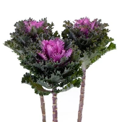 Empire Kysia Flowering Kale Seeds for Planting