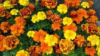 Sparky Mix French Marigold Seeds for Planting