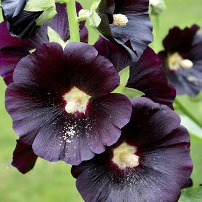 Black Red Nigra Hollyhock Seeds for Planting