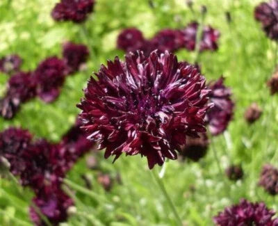 gothic bachelor flower seeds