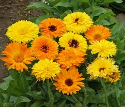 Pacific Beauty Mix Calendula Seeds for Planting