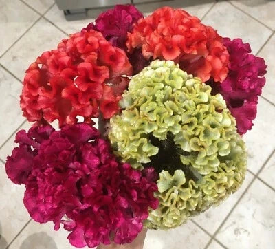 Cristata Mix Celosia Cockscomb Seeds for Planting – Organic, Heirloom, Non-GMO