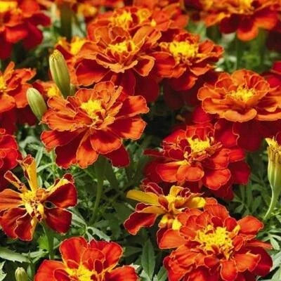 red french flower seeds