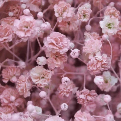 Pink Baby&