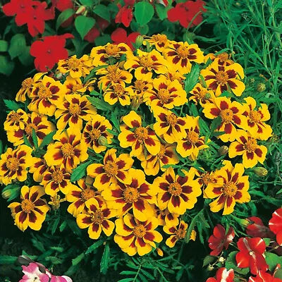 dainty marietta flower seeds