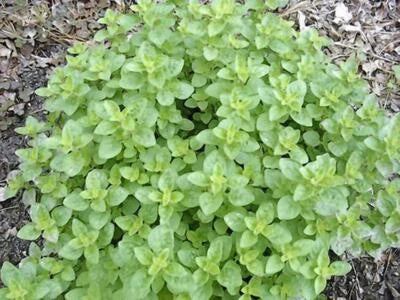 Italian Oregano Herb Seeds for Planting