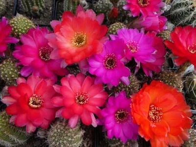 chamaelobivia peanut flower seeds