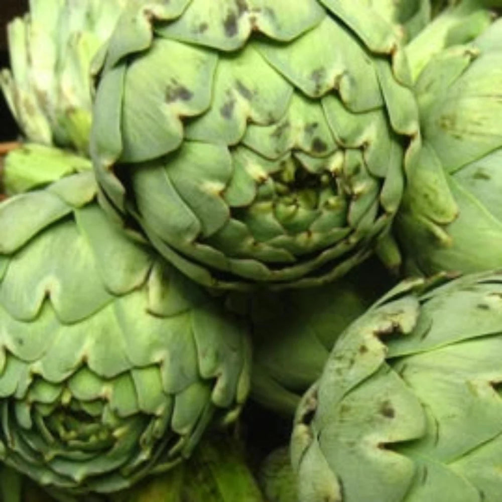 Green Globe Artichoke Seeds for Planting