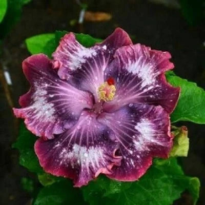 silver pink flower seeds