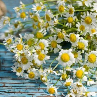 roman chamomile flower seeds
