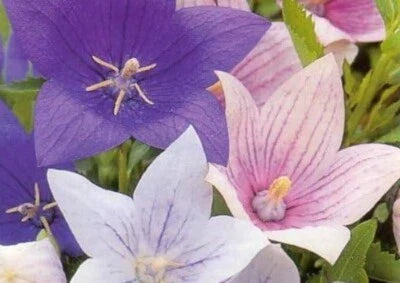 white blue flower seeds