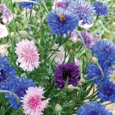 Mixed Bachelor Button Cornflower Seeds for Planting