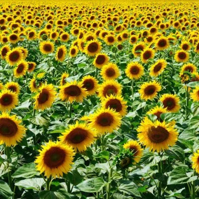 mammoth grey flower seeds