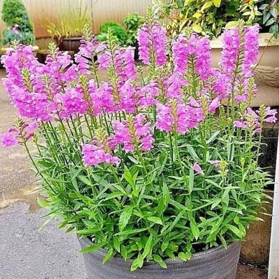 obedient plant flower seeds