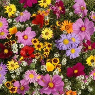 all annual flower seeds