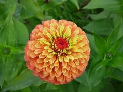 orange zinnia flower seeds