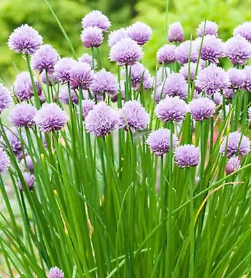 onion chives flower seeds