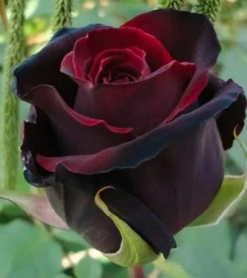 red black flower seeds