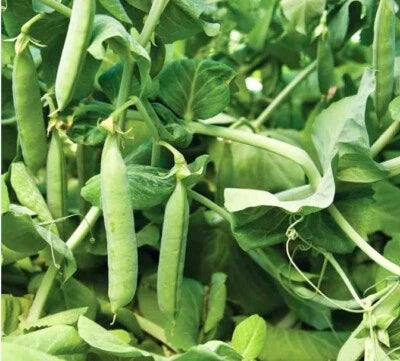 count mammoth flower seeds