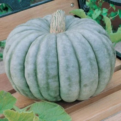 Blue Jarrahdale Pumpkin Seeds for Planting