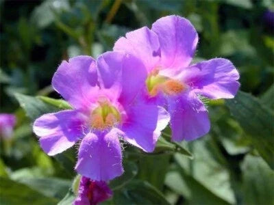 Mimulus Monkey Flower Seeds for Planting