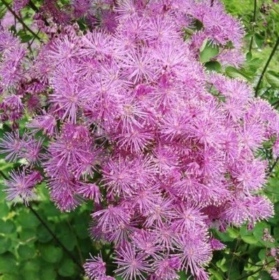 meadow shade flower seeds