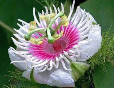passiflora foetida flower seeds