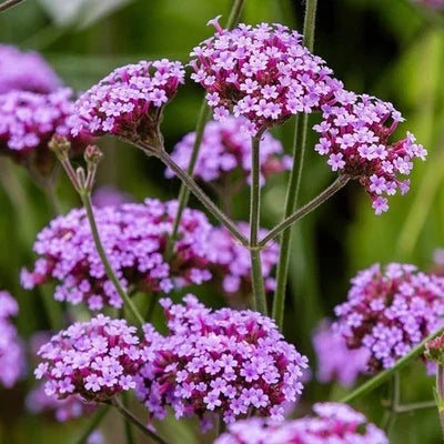 purpletop vervain flower seeds