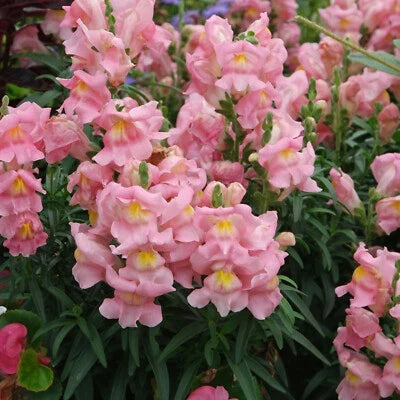 Appleblossom Snapdragon Seeds for Planting