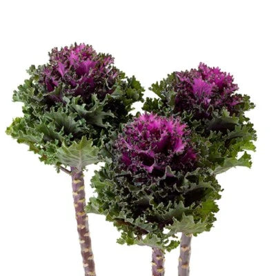 flowering kale flower seeds