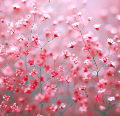 red babys flower seeds