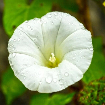 White Pearly Gates Morning Glory Seeds for Planting