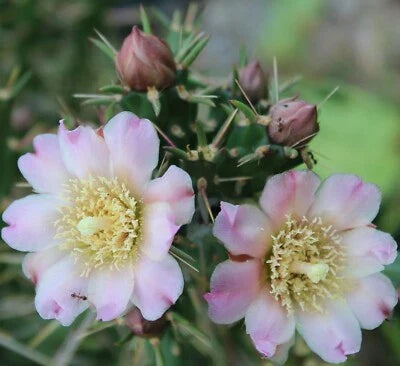 cream cylindropuntia flower seeds