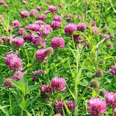 Red Sprouting Clover Cover Crop Seeds for Planting
