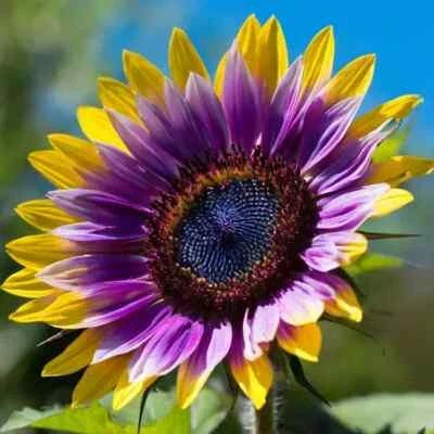 purple rare flower seeds