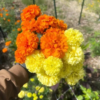 orange yellow flower seeds