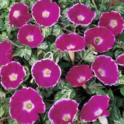 ivy elegance flower seeds