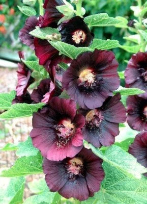 red black flower seeds