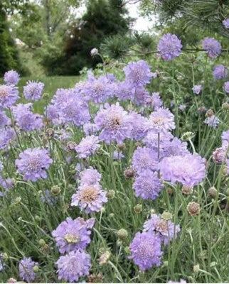 Violet Pincushion Scabiosa Seeds for Planting