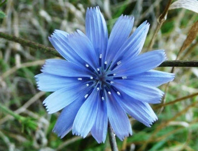 Italian Dandelion Chicory Seeds for Planting