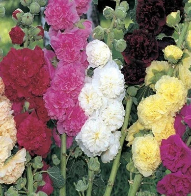 summer carnival flower seeds