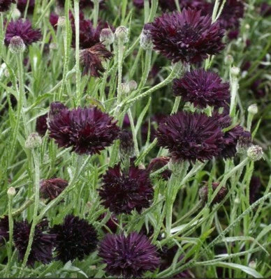 black purple flower seeds